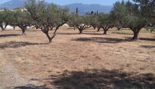 Αγροτεμάχιο 5.100 τ.μ. στα Αραχωβίτικα Πατρών